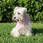 Best Dog Clipper for Schnauzers