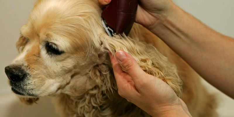 Grooming Dfw Dog Quest