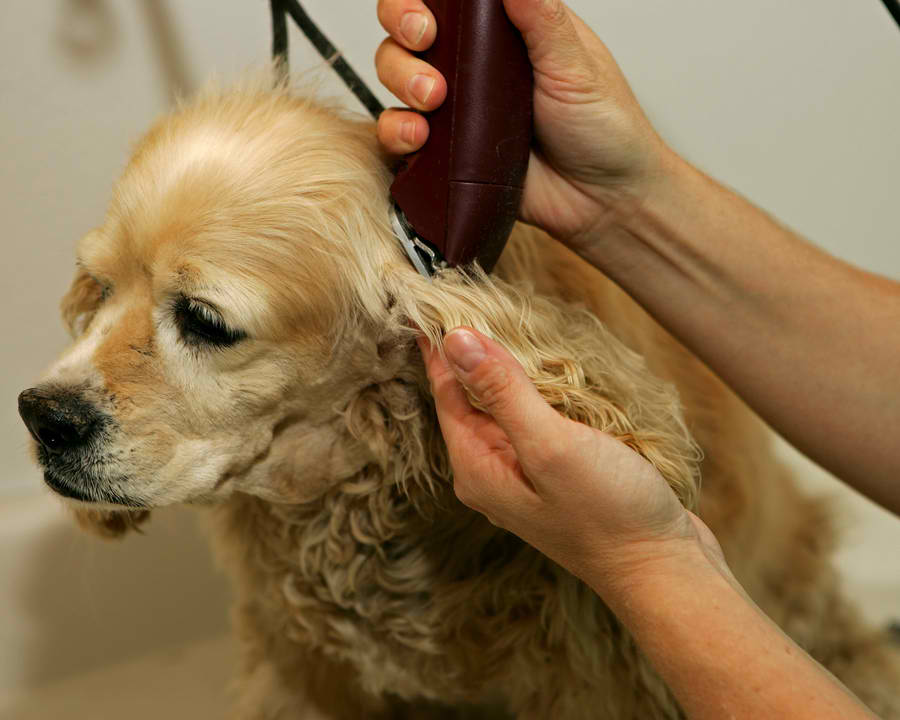 Best Dog Clippers for Matted hair [2020] DFW Dog Quest