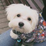 Best Dog Clippers for Maltese