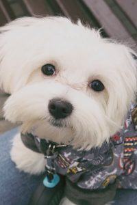 best clippers for havanese