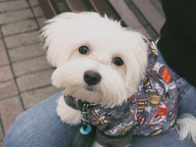 best-dog-clippers-maltese