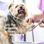 5 Best Dog Grooming Scissors [for 2022]