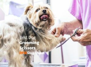 dog grooming scissors