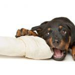 What is the Best Food for a Rottweiler Puppy?