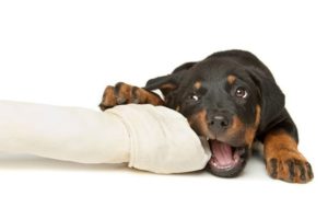 What is the Best Food for a Rottweiler Puppy