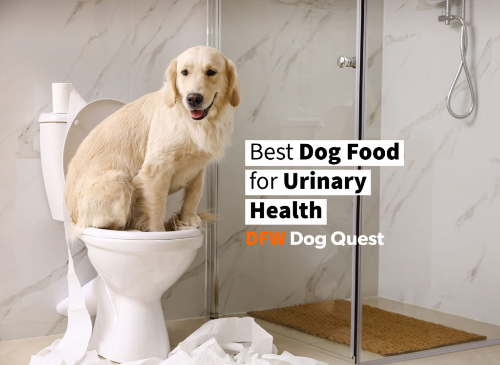13 Best Dog Food for Urinary Health [2022]