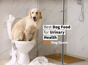 dog food for urinary health