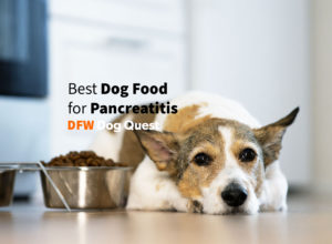 best dog food for pancreatitis