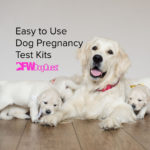 8 Easy to Use Dog Pregnancy Test Kits [2022]