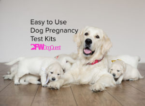 dog pregnancy test kits