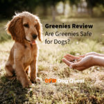 Greenies Review: Are Greenies Safe For Dogs [2022]