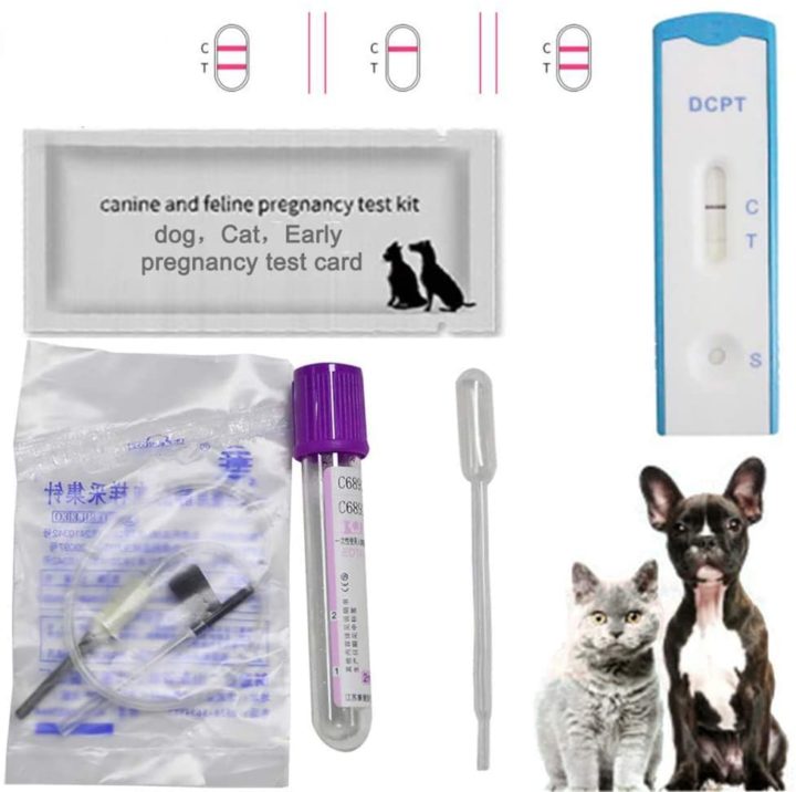 8 Easy to Use Dog Pregnancy Test Kits [2022]