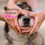 Using a Muzzle for Dog