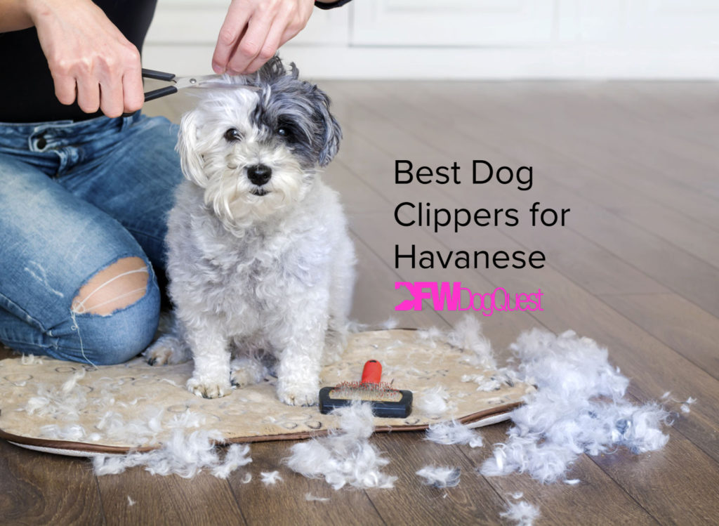 10 Best Dog Clippers for Havanese [2022]