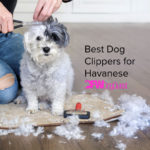5 Best Dog Clippers for Havanese [2022]