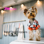 5 Best Dog Clippers for Yorkies [2022]