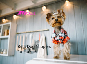 best dog clippers for yorkies