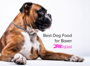 best dog food for boxer