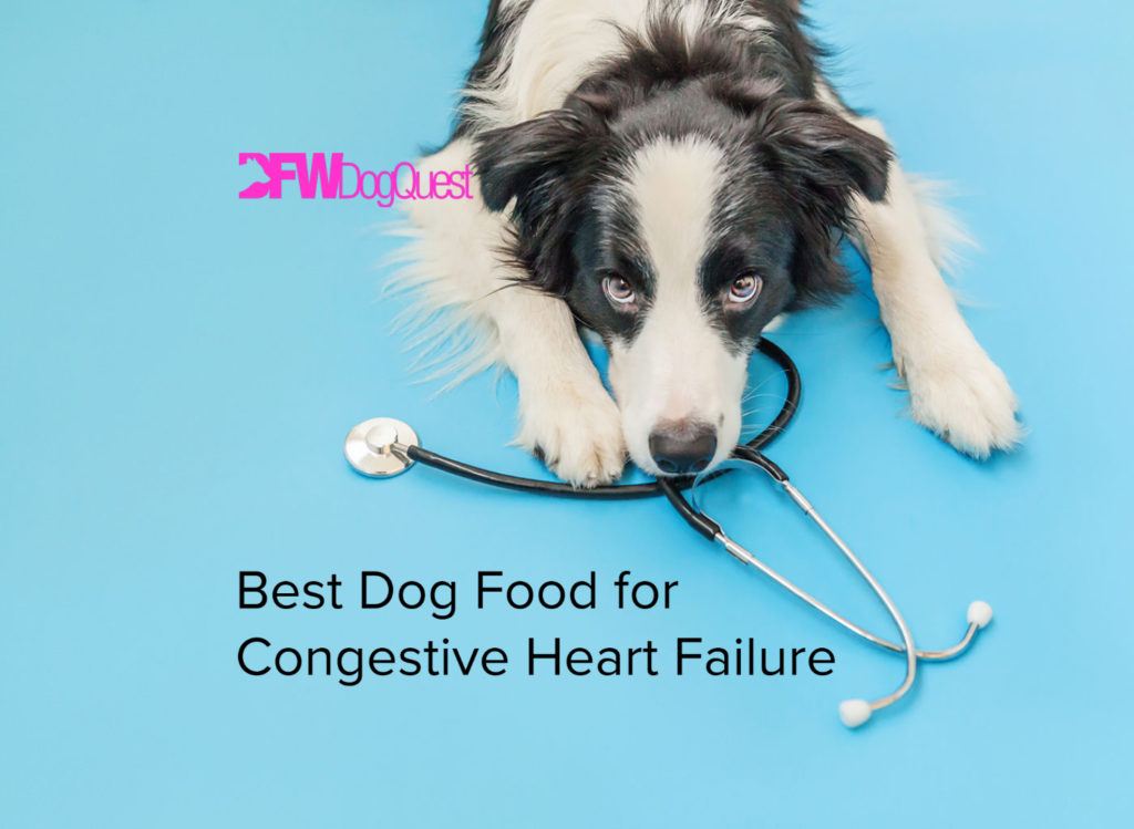 5 Best Dog Food for Congestive Heart Failure [2022]