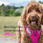 12 Best Dog Food for Goldendoodles [2022]