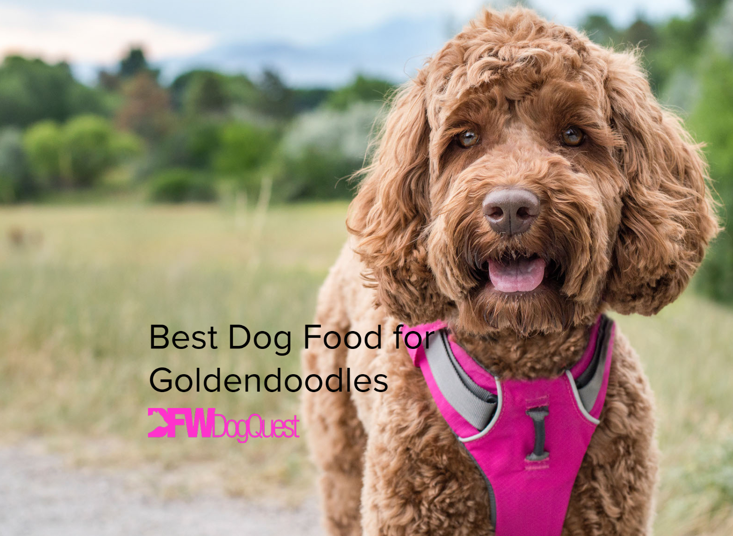 best dog food for goldendoodles