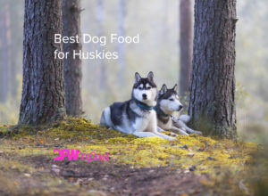 best dog food for huskies
