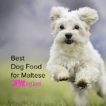 5 Best Dog Food for Maltese [2022]