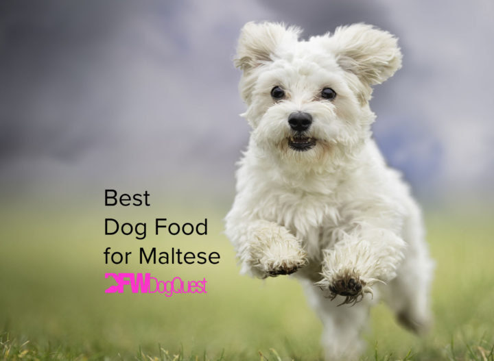 5 Best Dog Food for Congestive Heart Failure [2022]