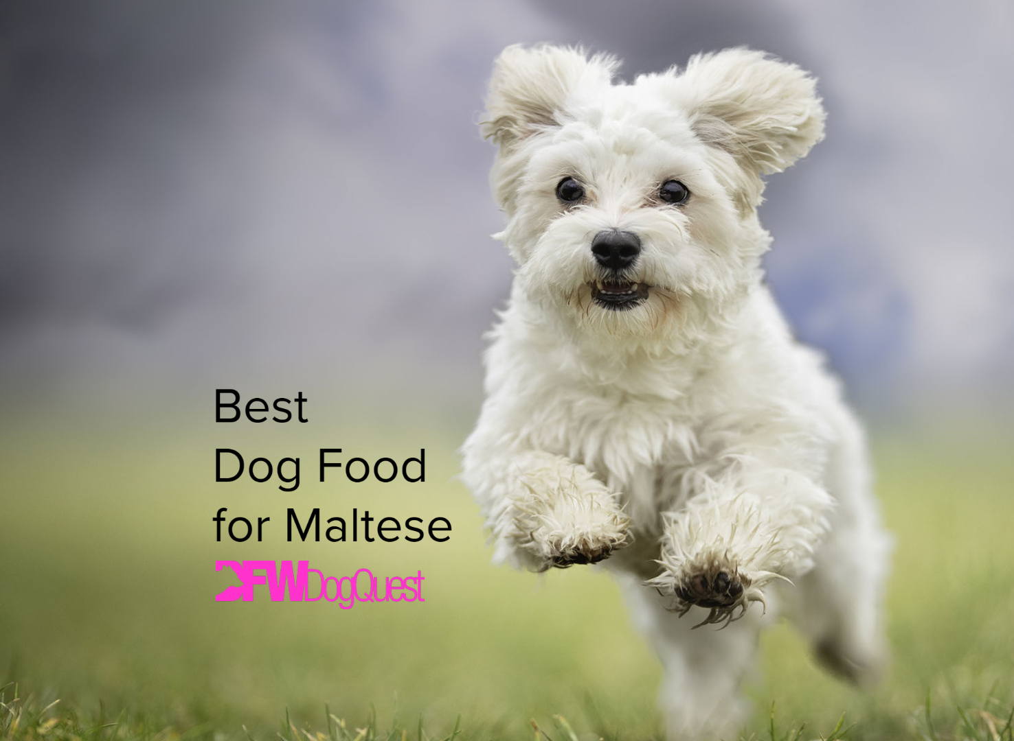 best dog food for maltese tear stains