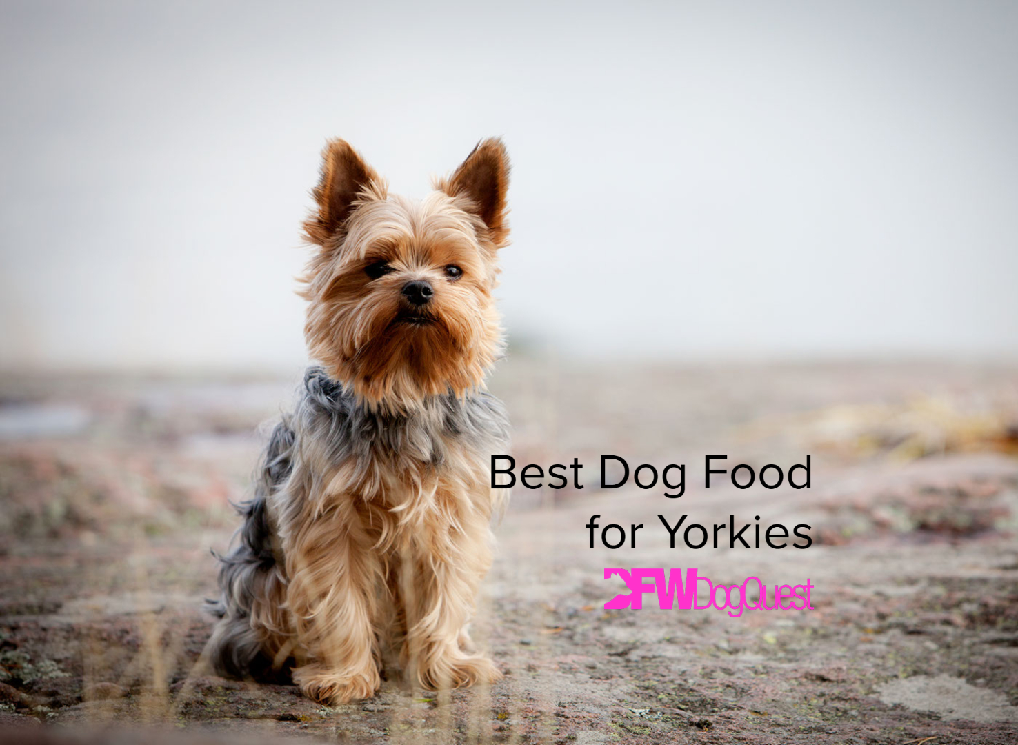 best dog food for yorkies
