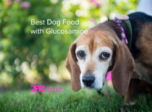 best dog food with glucosamine