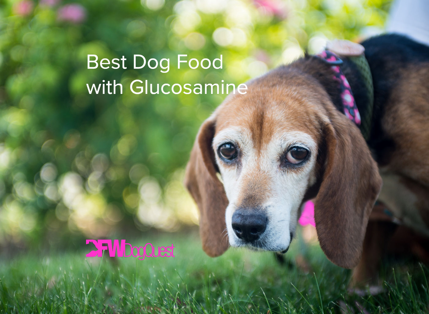 best dog food with glucosamine