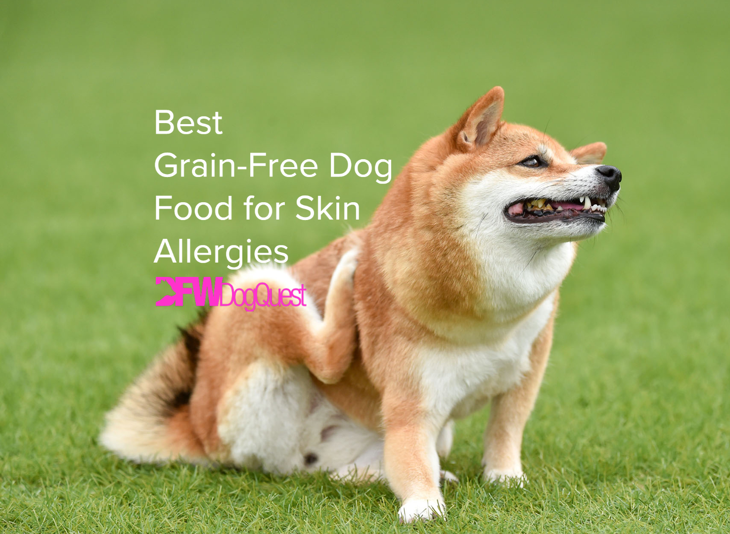 best grain free dog food for skin allergies