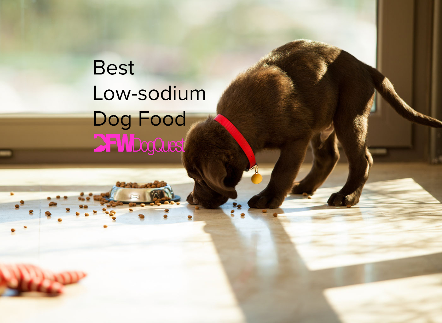 best low sodium dog food