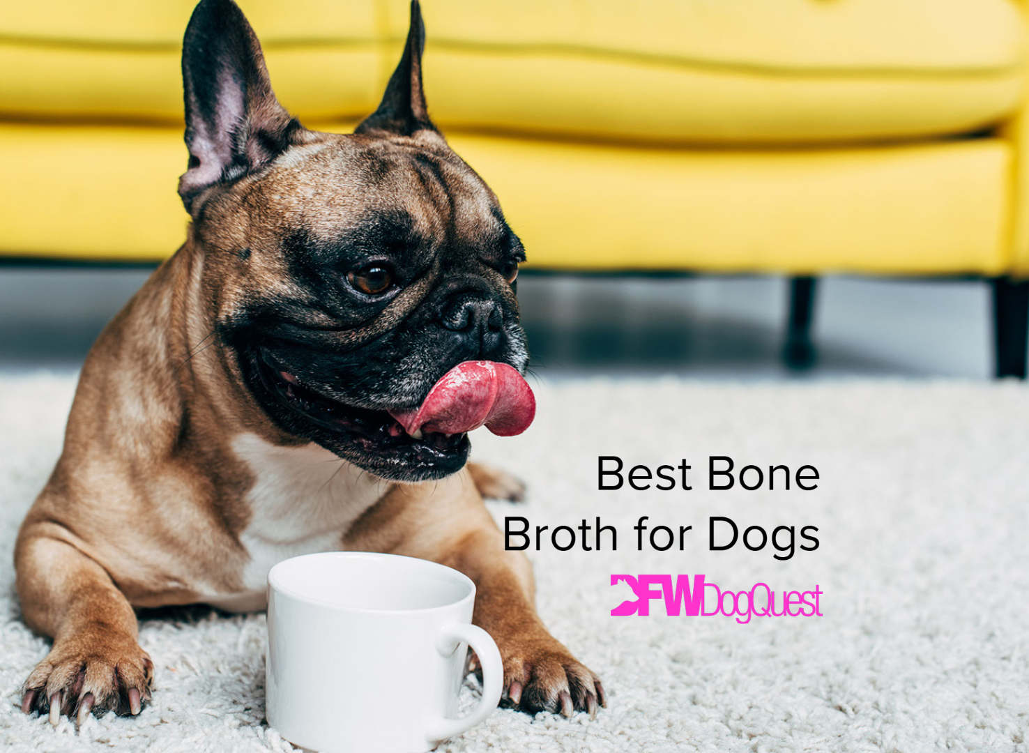 bone broth for dogs