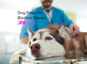 dog food for bladder stones