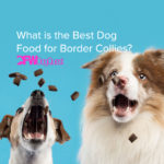 What is the Best Dog Food for Border Collies?