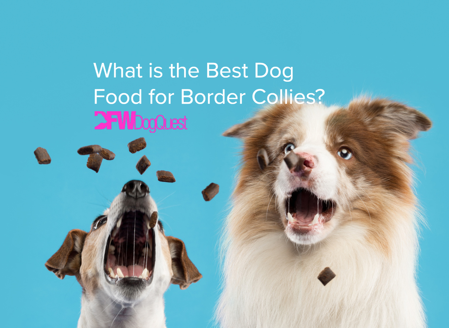 dog food for border collies