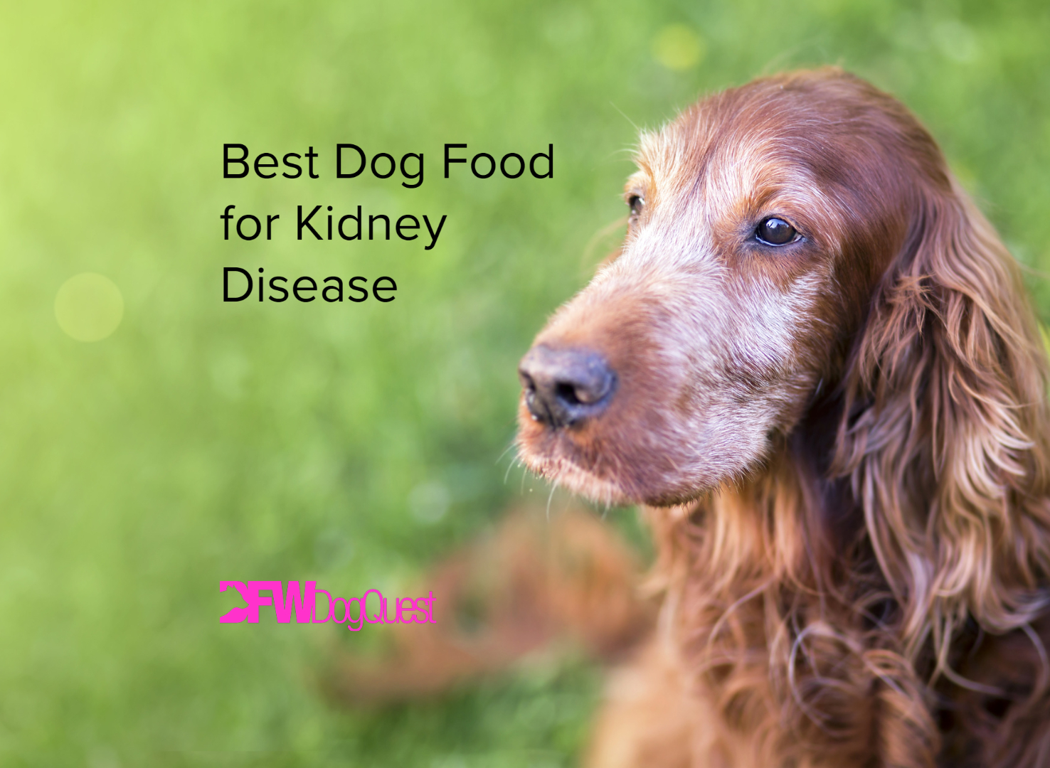 dog food for kidney disease
