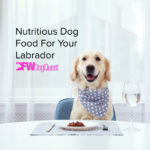 5 Nutritious Dog Food For Labs [2022]