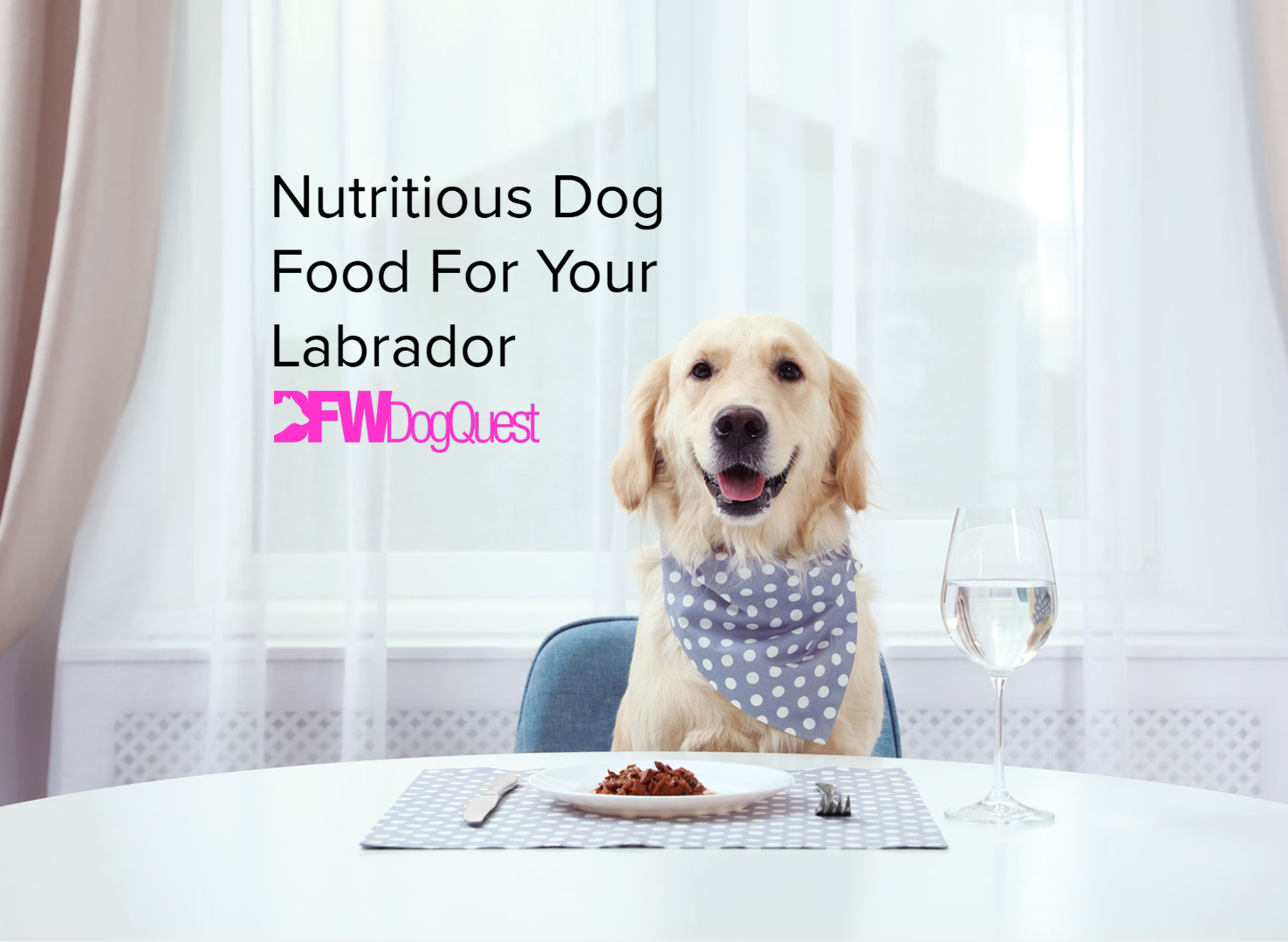 dog food for labs