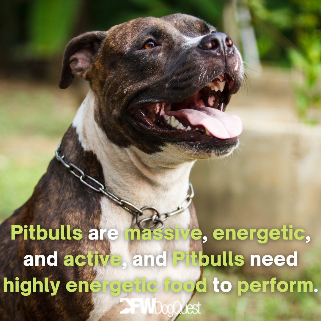 8 Best Dog Food for Pitbulls [2022]