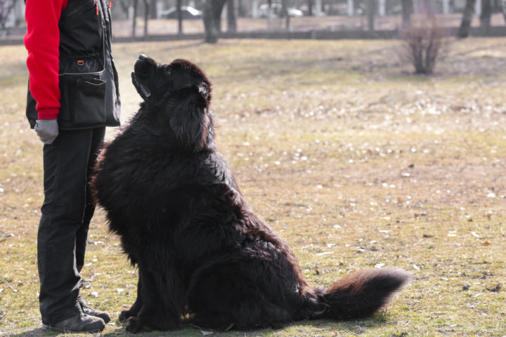 dog training newfoundland outdoors