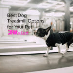 5 Best Dog Treadmill Options for Exercise [2022]