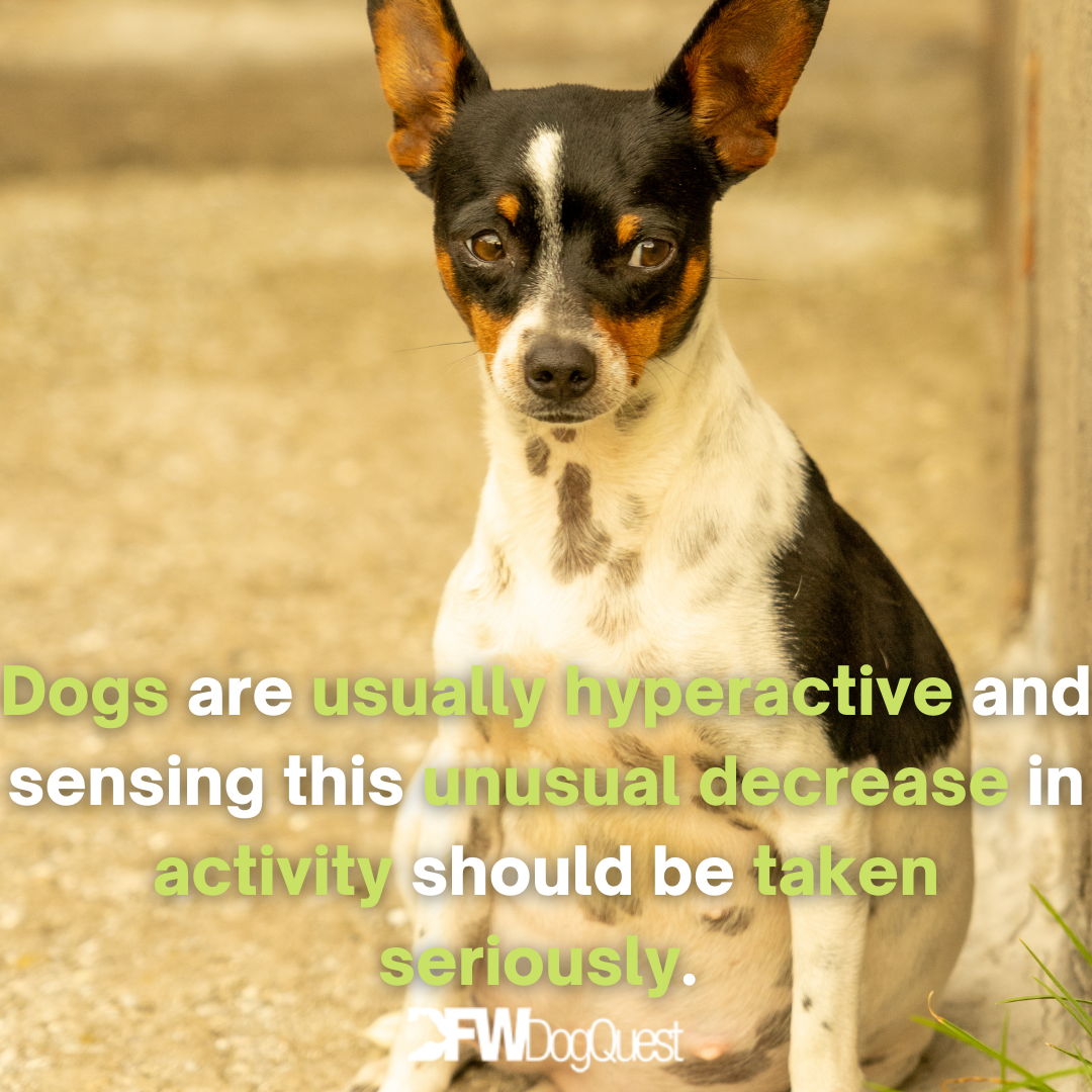 8 Easy to Use Dog Pregnancy Test Kits [2022]