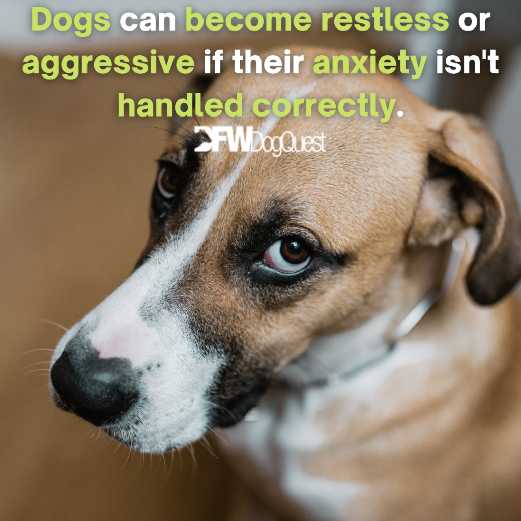 Trazodone for Dogs How it Works, Dosage, Side Effects [2022]