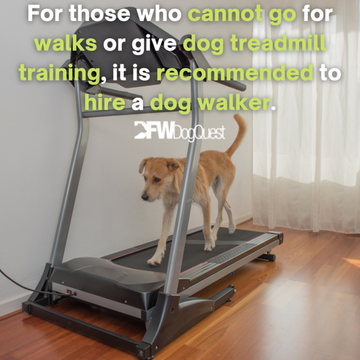 dog on a treadmill