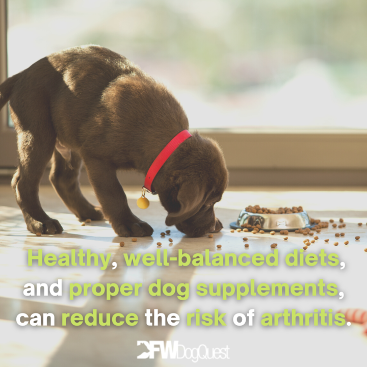 puppy eating dog food with glucosamine