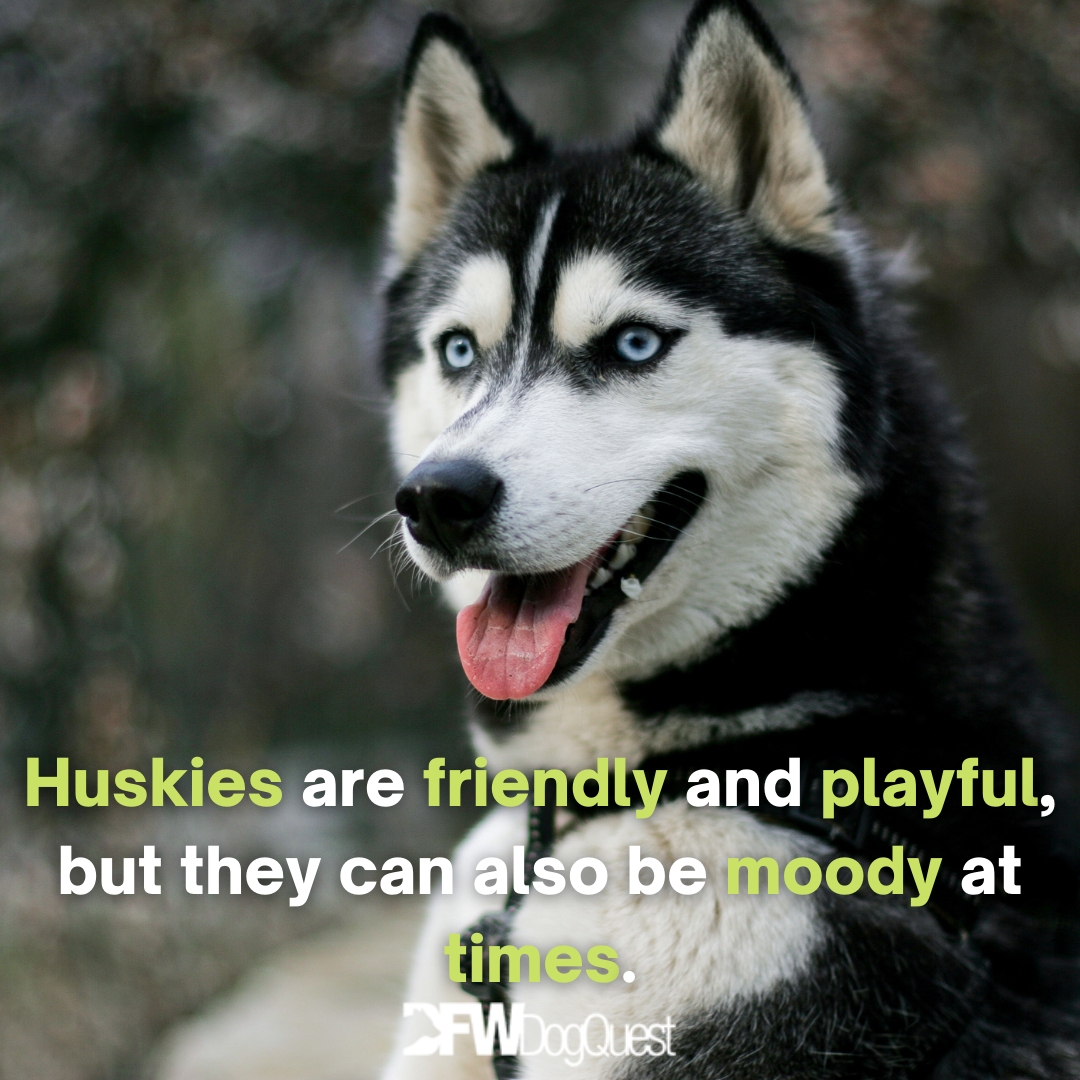 The 5 Best Dog Food for Huskies [2022]